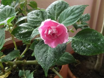 Impatiens - цвете стая родината, описание, снимка