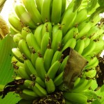 Бананите описание, видове, калории, полезните свойства (снимки)
