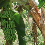 Бананите описание, видове, калории, полезните свойства (снимки)