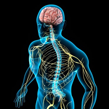 Бяло и сивото вещество на гръбначния мозък - функциите, състава и местоположението