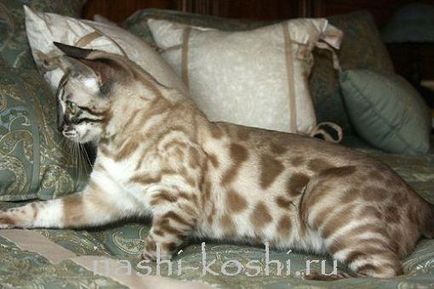Бенгалия котка (Бенгал) - снимки, котенца, цена, купувам, всичко за котки
