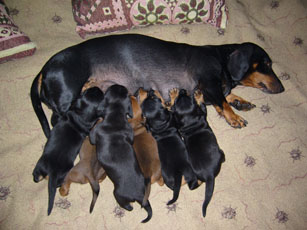 Бременност и раждане на кучето - Статии за кучета