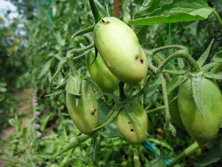 Болести и неприятели на домати в оранжерия и открито поле, защитата на зеленчуци от вредители и болести