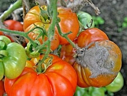 Болести и неприятели на домати в оранжерия и открито поле, защитата на зеленчуци от вредители и болести