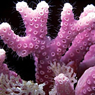 коралов заболяване