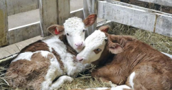 болест на млади говеда - selyanochka - портал за фермерите, селското стопанство, животновъдството,