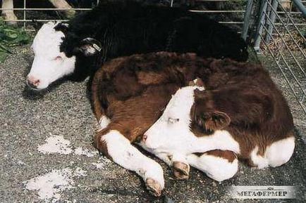 Заболявания телета, болест на едър рогат добитък, статия