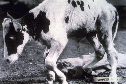 Заболявания телета, болест на едър рогат добитък, статия
