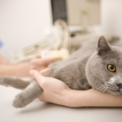 Болен черен дроб на котка причинява симптоми, лечение, 10 снимки, видео