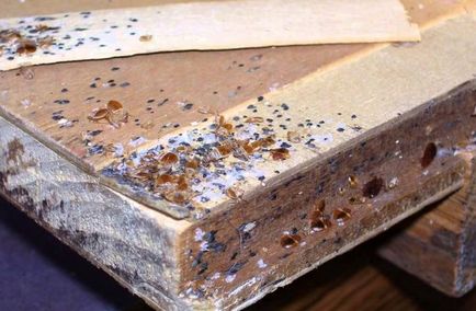 Борба с дървеници ефективни химикали и доказани традиционните методи