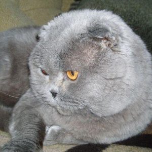 Британският пъти котка порода описание на характера на