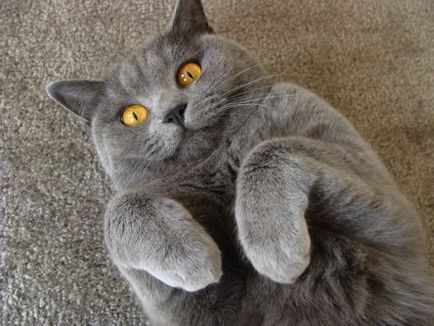 Британският клепоух котка порода снимка и описание