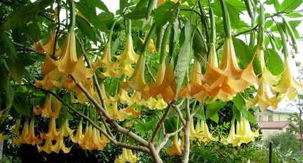 Brugmansia засаждане и грижи в открито поле, както и репродукция в дома