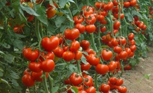Какво и как да се пръска доматите в различни ситуации съвети