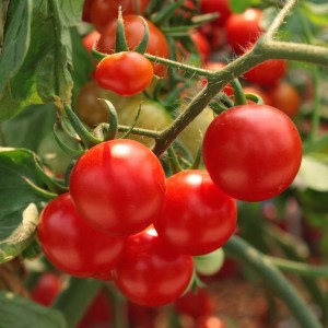 Какво и как да се пръска доматите в различни ситуации съвети