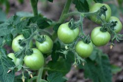 Как и кога да се хранят доматите - Grower вестник - мрежа издание