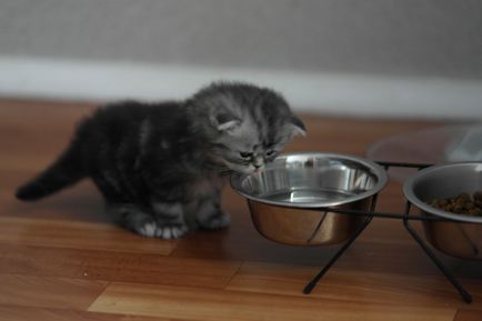 Какво да се хранят коте, храна у дома