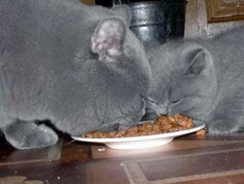 С какво да храним британска котка всеки ден и каква храна да изберете