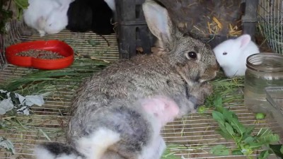 С какво да храним кърмещи зайци след разпалване, през зимата колко пъти на ден
