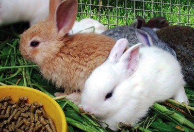 С какво да храним кърмещи зайци след разпалване, през зимата колко пъти на ден