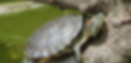 фуражни костенурки - дом костенурка