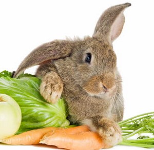 Как можем да се хранят зайците у дома