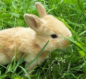 Как можем да се хранят зайците у дома