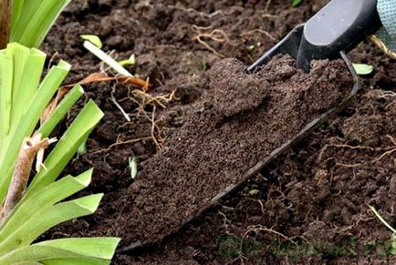 Процесът на почвата през пролетта от вредители и болести