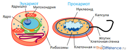 Каква е разликата еукариотите от прокариоти