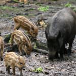 Какво яде дива свиня (55 снимки) развъждане на диви, всеяден животно в природата, свине обичат да ядат жълъди