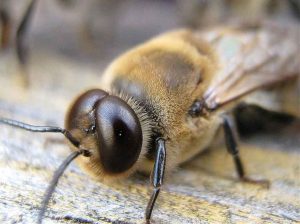 Емисията на пчелите и какво харесват