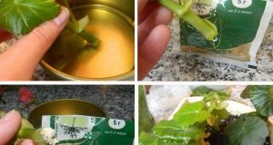 Как да оплоди саксийни растения в дома 1