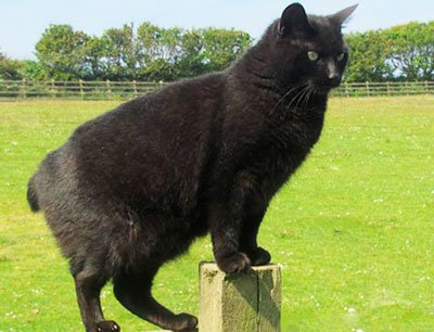 Черно породи котки