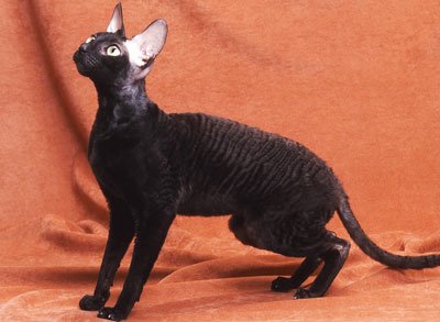 Черно породи котки
