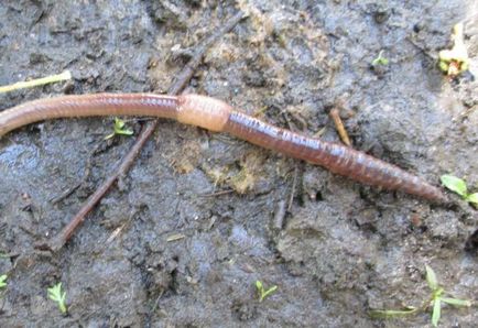 vypolzok на червей - как да се намери, улов и да запази стръвта