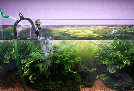Почистване на аквариум - пречистване на почвата и водата и отстраняване на котлен камък