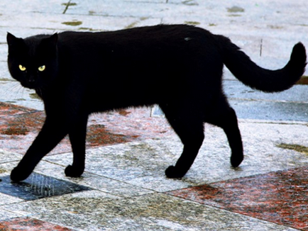 Какво става, ако черна котка пресече знаци за безопасност по пътищата