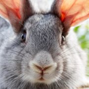 Какво става, ако заекът кихане как да се отнасяме с хрема, и защо са там бяла секреция от носа