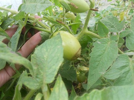 Какво трябва да направя, ако доматите почерняват в оранжерия и открито поле