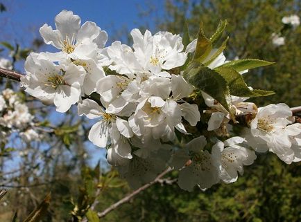 Какво става, ако след цъфтежа череша плодните не се среща