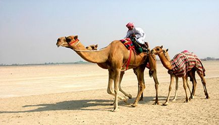 С камили ядат - пълен преглед