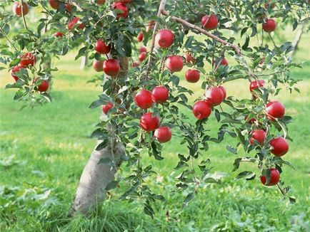 Какво означава да се събират мечта ябълка червен или зелен, дървото или от земята