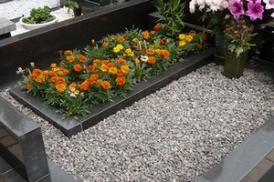 Какво да се засадят в гробище без поливане магически растения