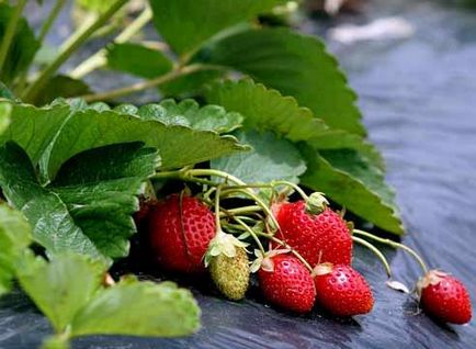 Какво да се засадят след ягоди