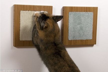 Какво котката не се бори с тапети и мебели съвети ветеринар