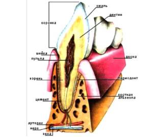 Какво е най-високата точка в стоматологията