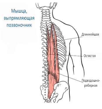 Какво е мускули кора на - анатомия и мускулната функция кората