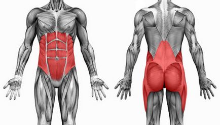 Какво е мускули кора на - анатомия и мускулната функция кората