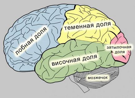 Какво е мозъка му структура и функция