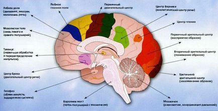 Какво е мозъка му структура и функция